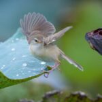 tout savoir sur les fientes d’oiseaux : identification, risques, méthodes de nettoyage et astuces pour protéger vos surfaces extérieures contre les déjections d’oiseaux.